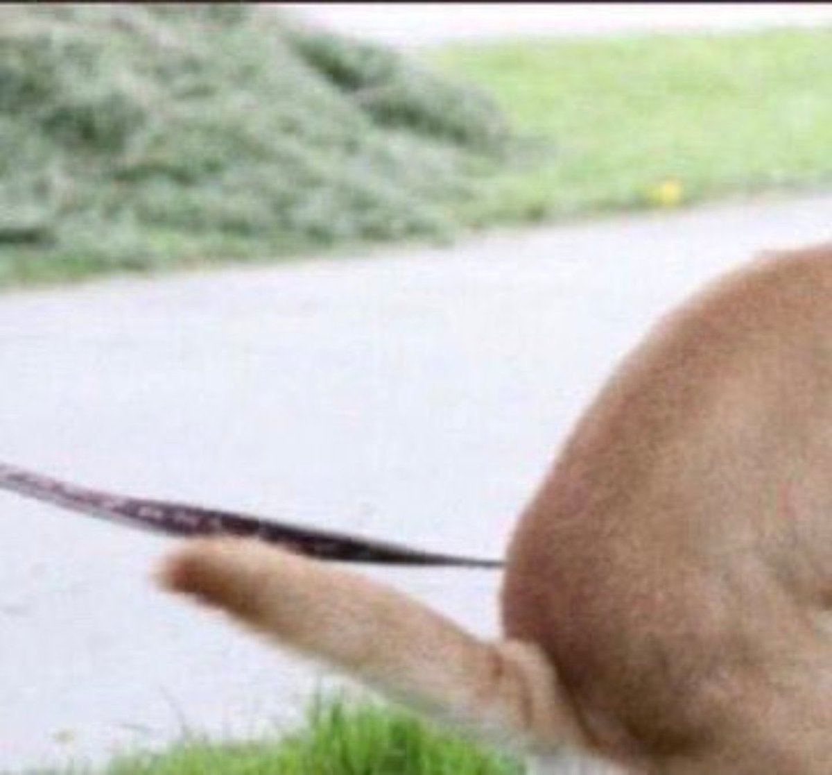 Mieser_Kadser tweet media