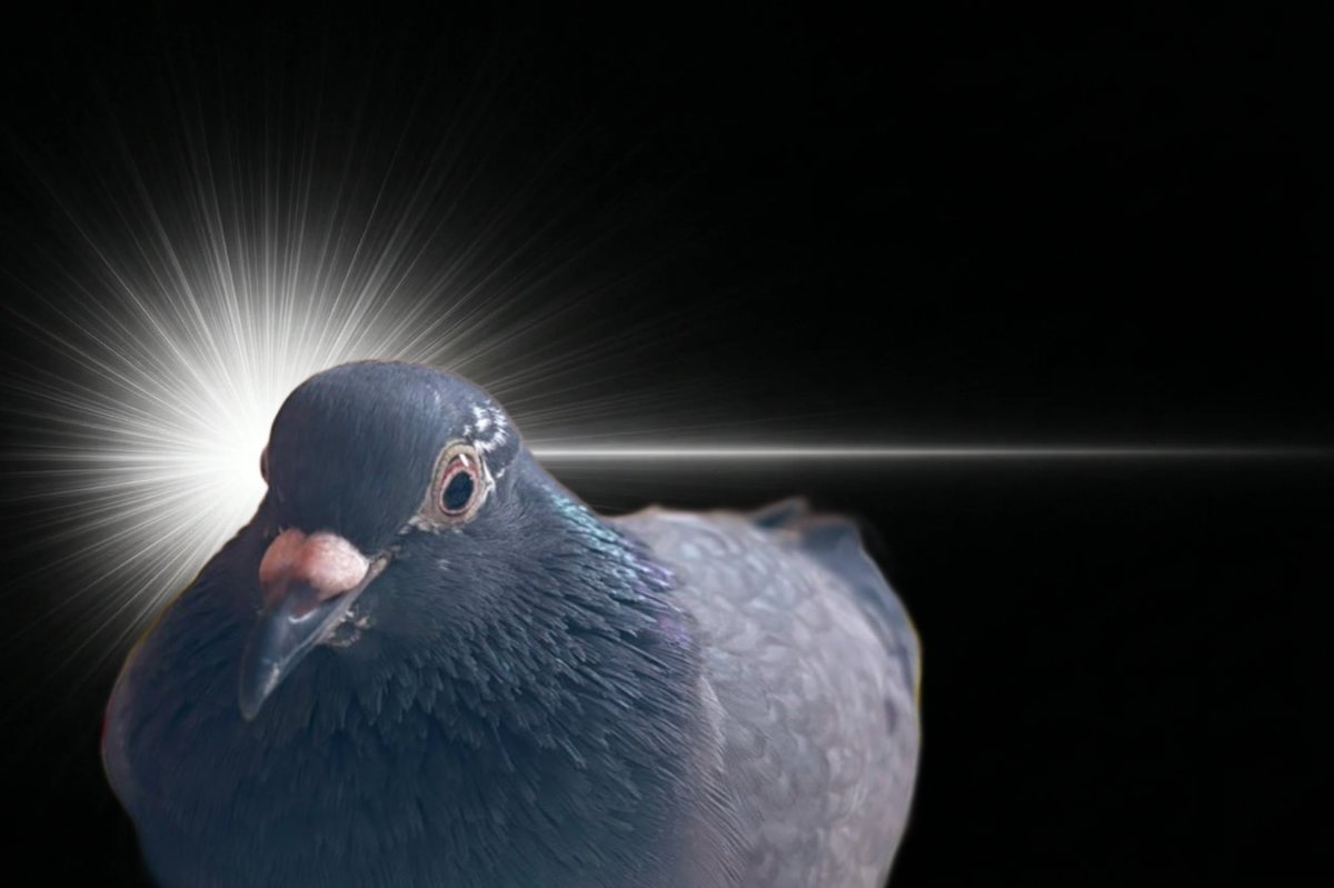 hato_maru2's tweet photo. ｷｭﾋﾟｰﾝ💥
「ごはんの音ッ！？」

#InspirationCat #鳩のまるちゃん https://t.co/vrtAFLZHUX