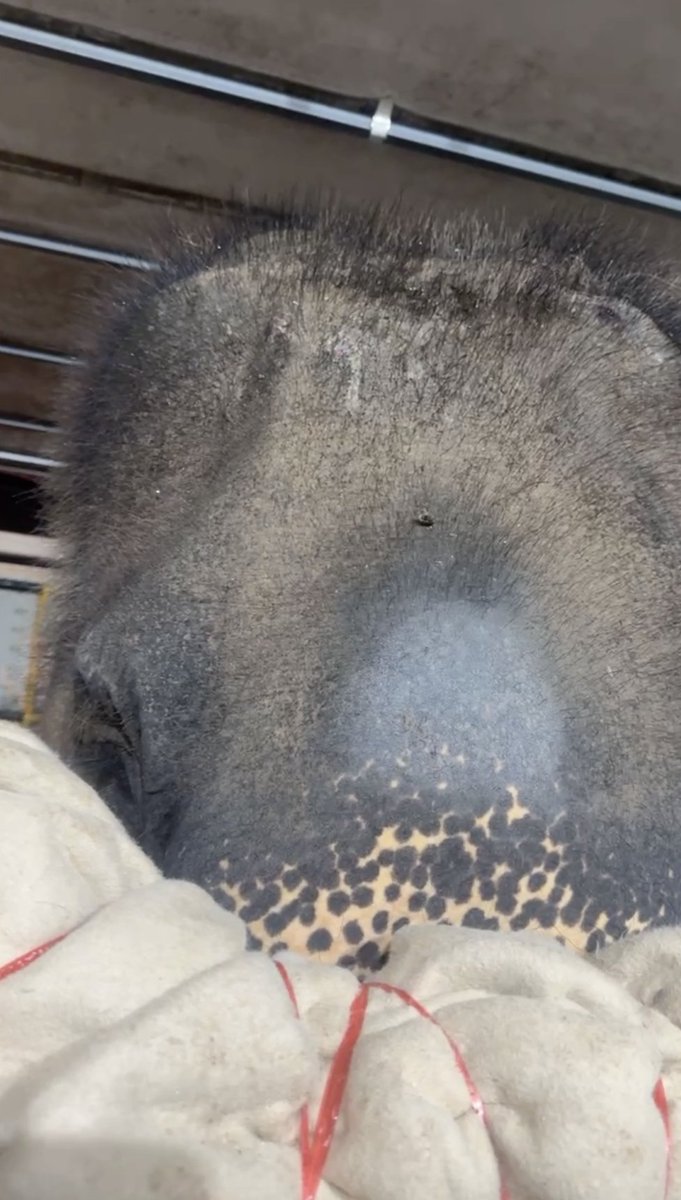 timothysykes's tweet photo. CHECK OUT MY @KARMGAWA ELEPHANT RESCUE LIVE RIGHT NOW https://t.co/nC4955SBI7 PRETTY AWESOME THAT SHE'S BEEN IN CHAINS FOR 45+ YEARS AND NOW ABOUT TO GO FREEEEEEEE WITH LEK AT ELEPHANT NATURE PARK, THIS IS THE LONG 15+ HOUR DRIVE TO FREEDOM HAPPENING RIGHT NOW!@@! https://t.co/8kZgnrfr8d