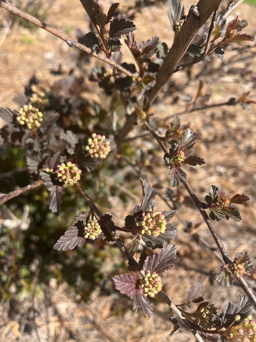 "When words become unclear, I shall focus with photographs. When images become inadequate, I shall be content with silence." -Ansel Adams