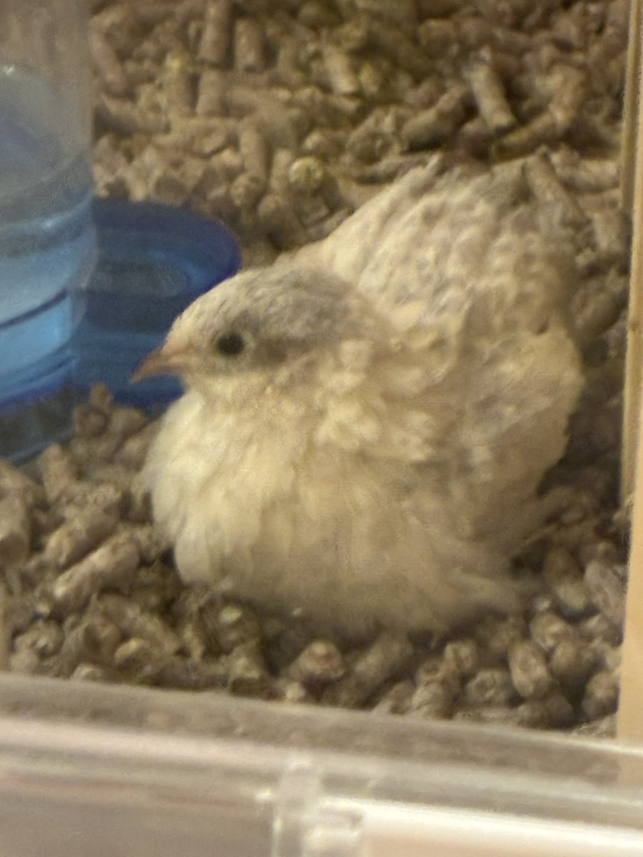 ゆゆうずら tweet media