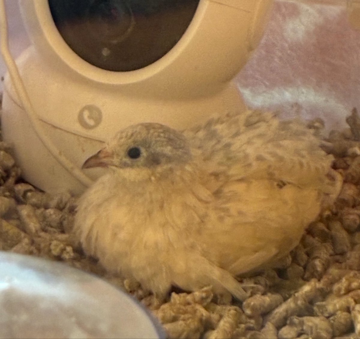 ゆゆうずら tweet media