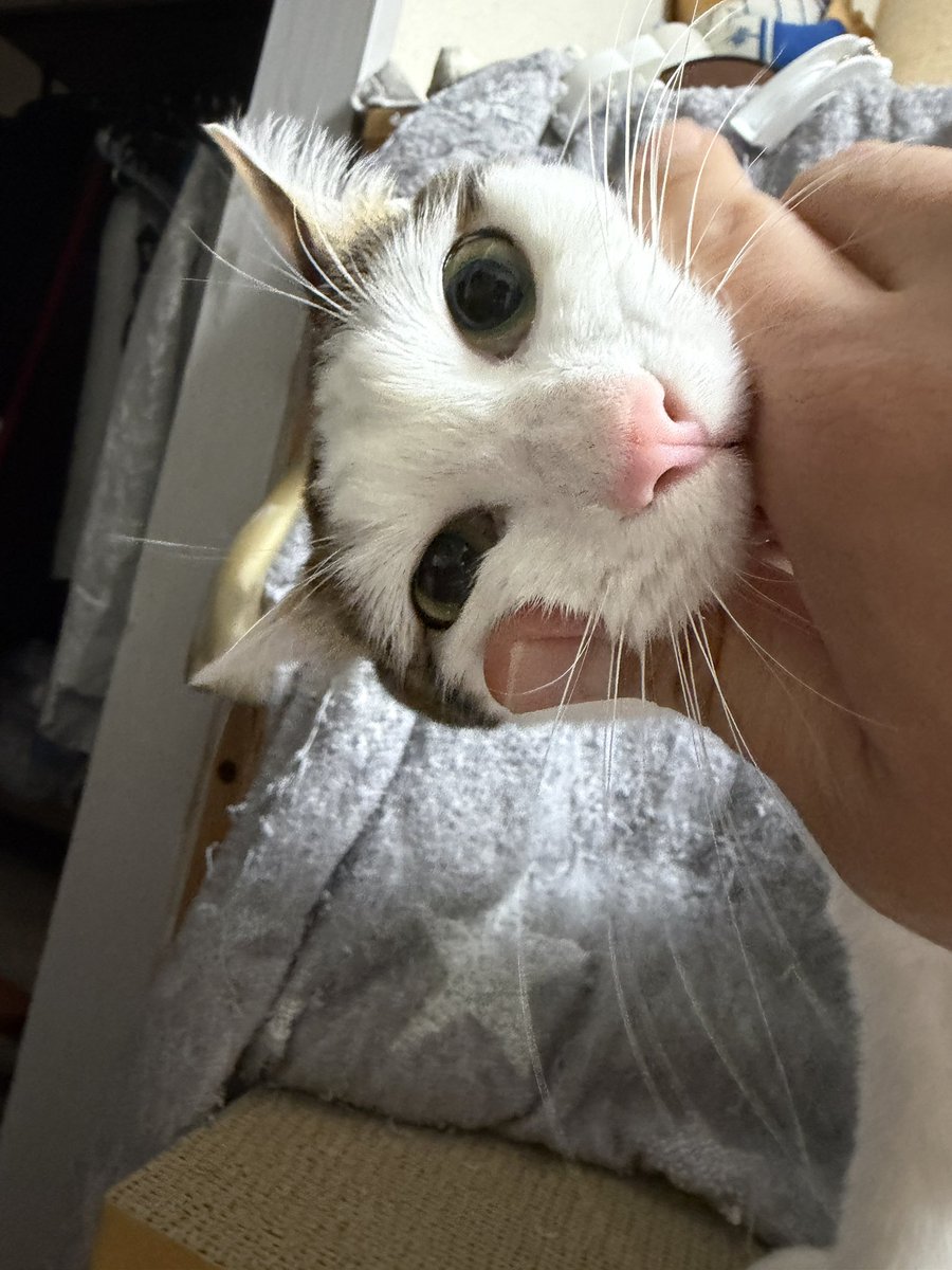 Masked_II_cat's tweet photo. 逮捕 https://t.co/peU21YIX9X