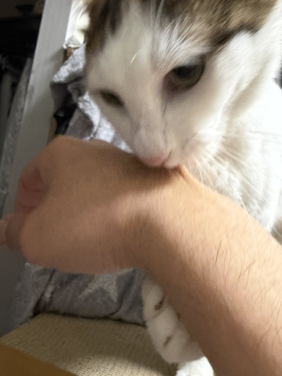 Masked_II_cat's tweet photo. 逮捕 https://t.co/peU21YIX9X