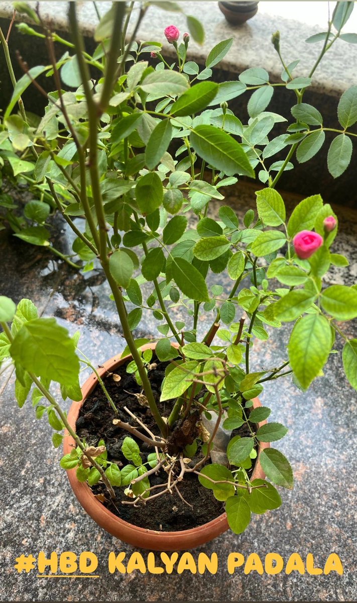 Kalyan Trends tweet media