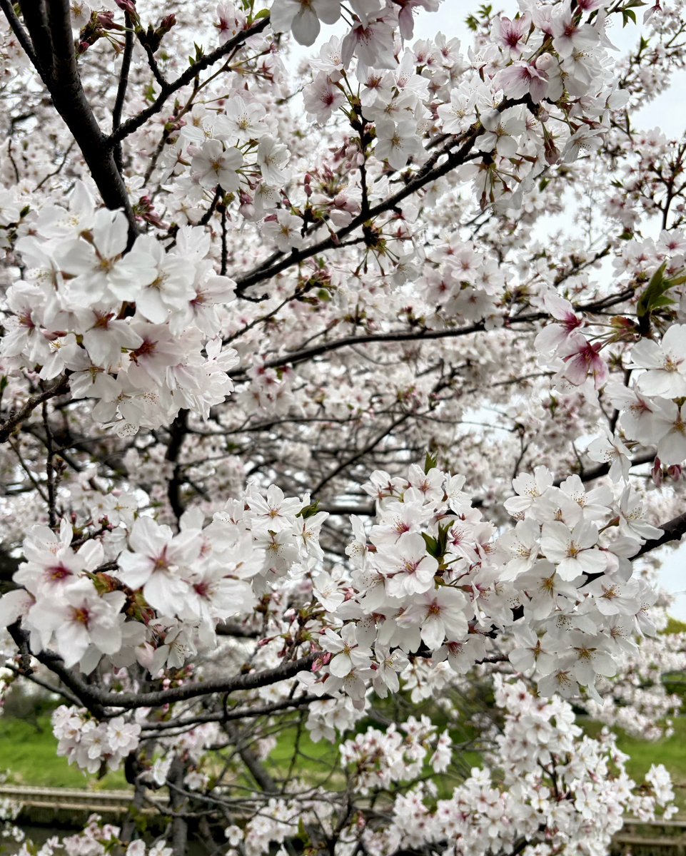 🌸芳川の桜🌸
桜満開の日に散歩してきました🌿
どんちゃんも一緒に歩いたね🐶
後半はカートに乗ってのんびりと🐾

小さい頃からずっと見てきた
芳川の桜が1番好きです🌸

#桜 #浜松市 #静岡県 #おちゃ丸