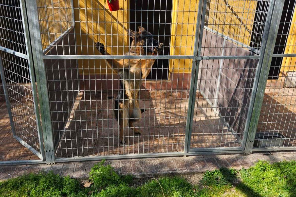 Ladridos Revista tweet media