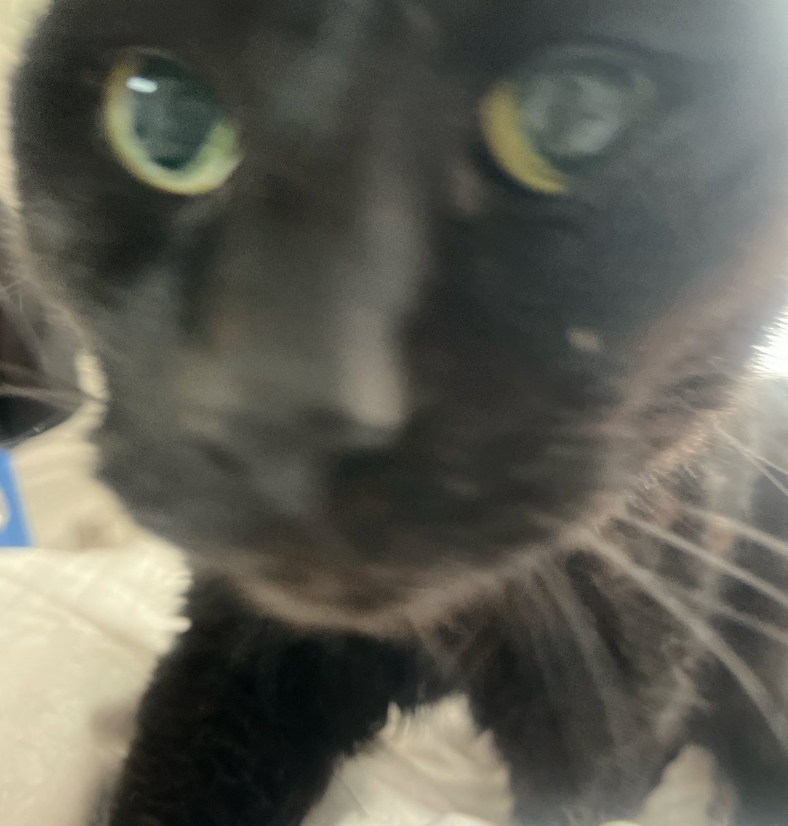 mapiro000's tweet photo. 今朝のねこ師匠🐈‍⬛🐈

日の出が早くなってきて、朝起きるのが楽になってき、、てるわけではない☺️

#黒猫
#猫のいる暮らし https://t.co/eXmWIMjrQe