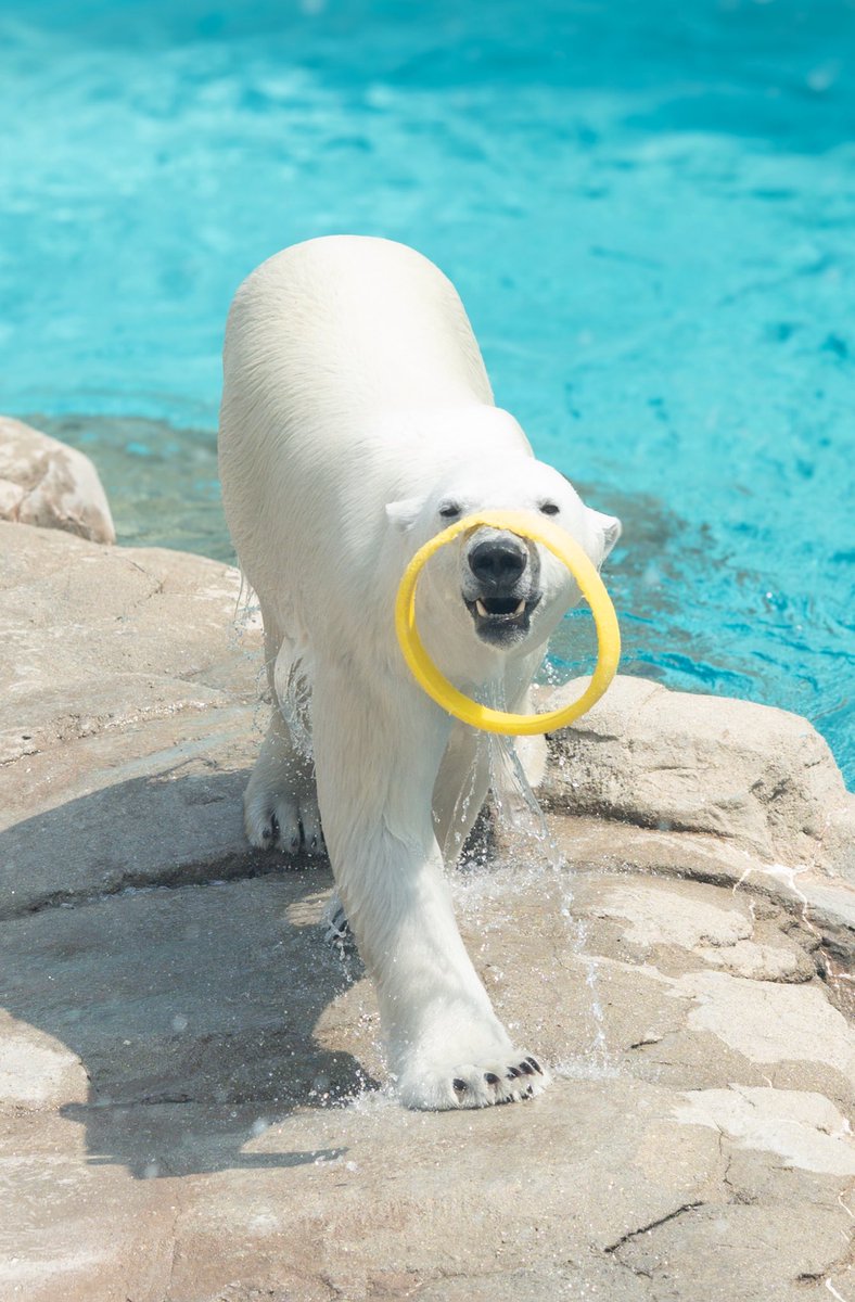 ゆめちゃん🐻‍❄️
お気に入りの輪っか上手に運んでるね👍

📸2026.3

#王子動物園 
#ホッキョクグマ 
#polarbear 
#ゆめ