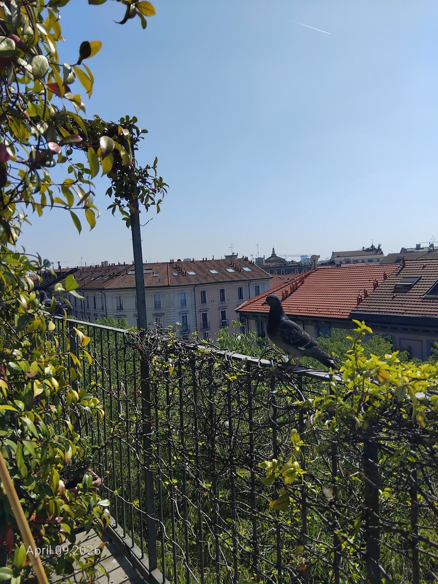 bordognaroberto's tweet image. #Milan Apr. 9 - A #balcony #Pigeon here today, a sunny day in town...