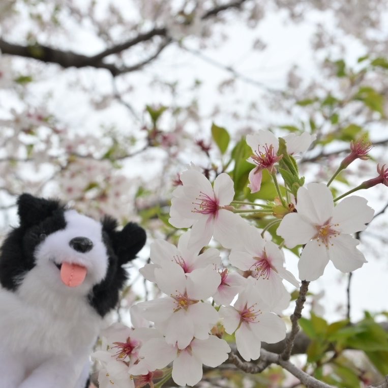 あしゅ tweet media