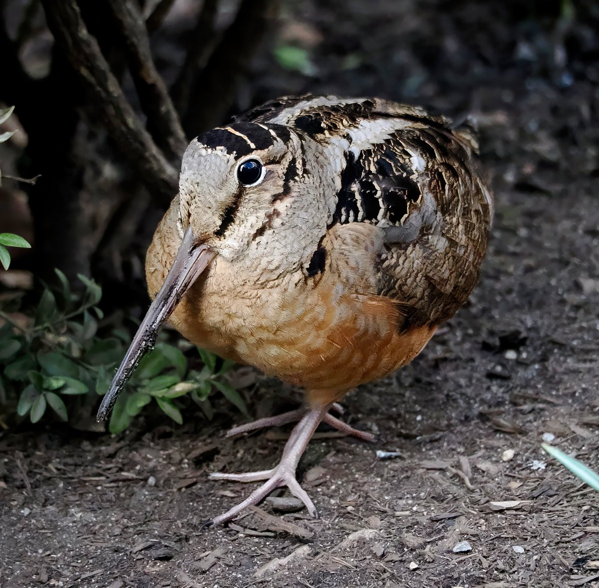 Above_96th tweet media