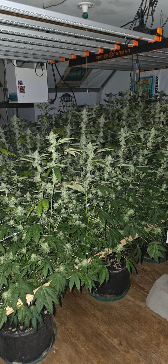 Trees420_'s tweet photo. #gg4 day 38 #flower 💨💨💨💪🏾 https://t.co/qqoVQHQfs8