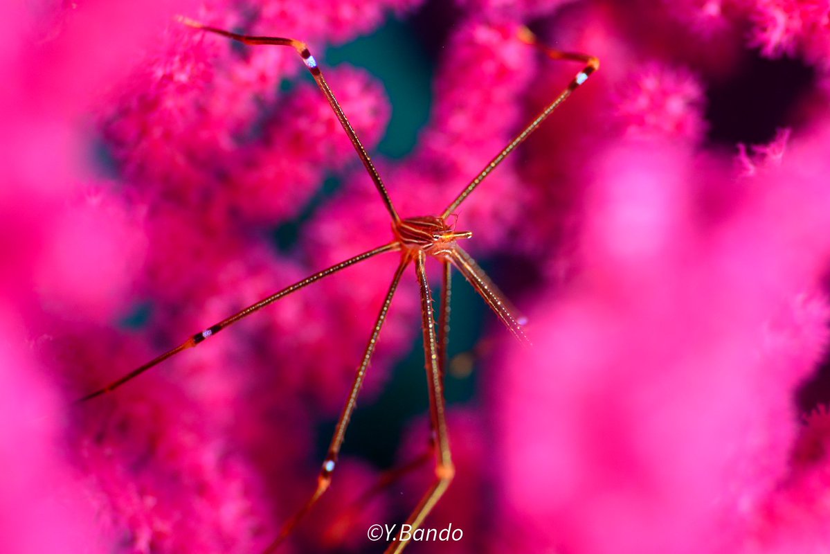 ban-chan tweet media