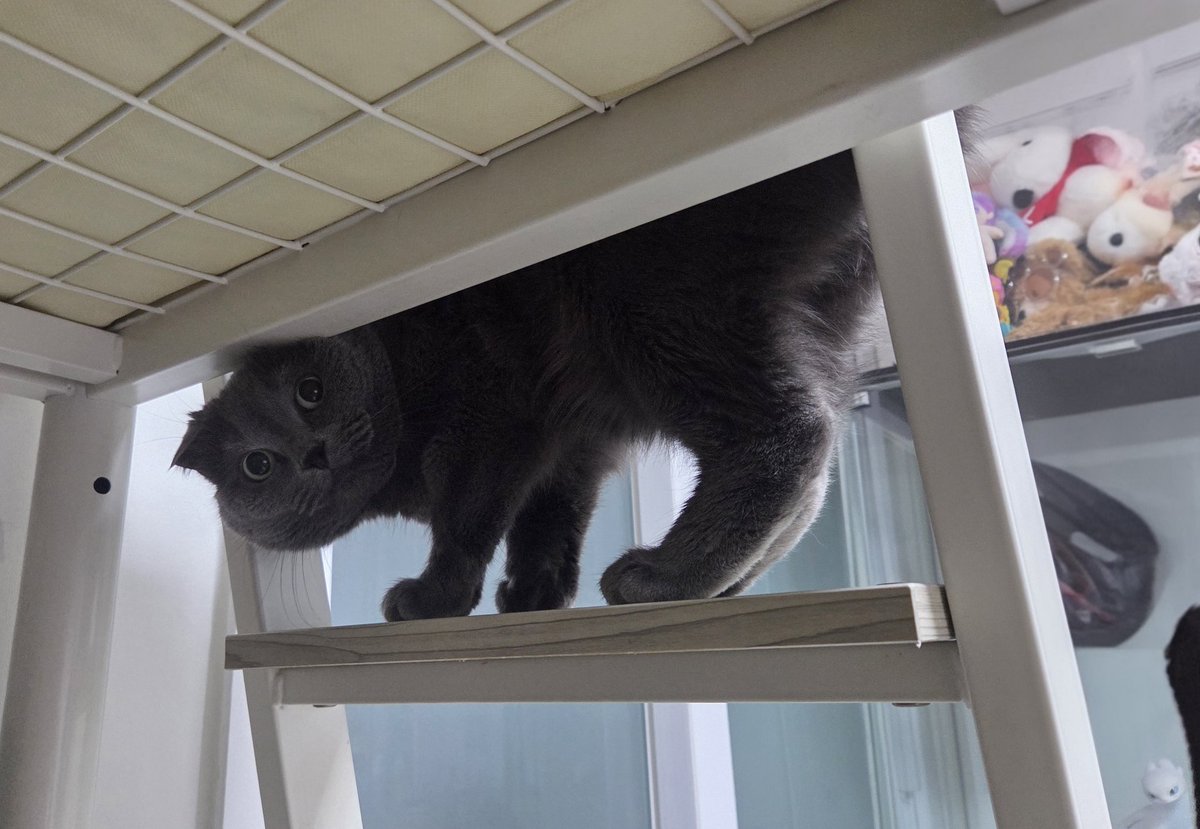 2층 침대에서 내려올 때 허리 숙여서 등에 올라오면 엘리베이터처럼 내려주는 걸 몇번 해줬더니
이젠 당당하게 님 뭐함? 하고 눈치 준다
꼭 누나를 즈려밟고 내려오시겠다는 버르장머리 없는 고영