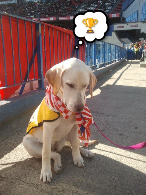 Miguelito tweet media