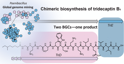niooknaw's tweet photo. New publication: #Diversification of Tridecaptin #Chemical Space via a Chimeric #Biosynthetic Pathway in #Paenibacillus, by @GillesvanWezel and others.
https://t.co/tAlmT9ognl https://t.co/hLPWqiTS1c