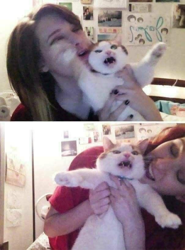 No Cats No Life tweet media