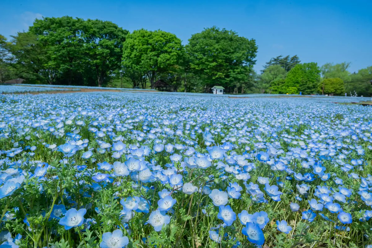 ココロに残るイベント図鑑 tweet media