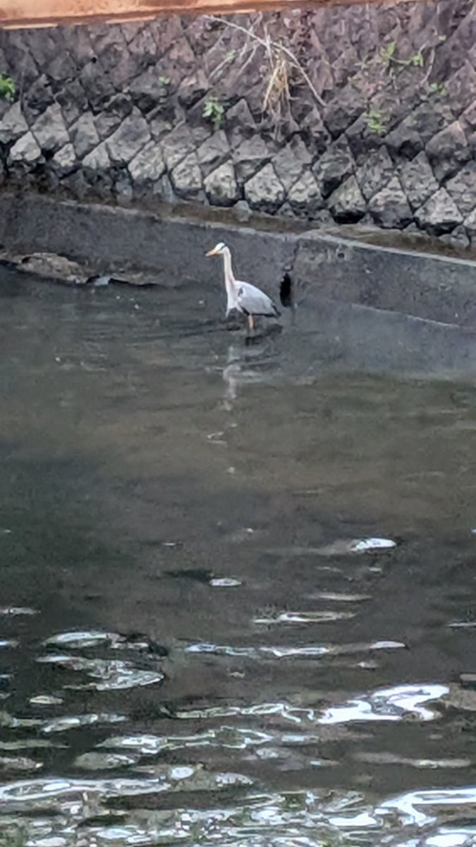 超人予備校 tweet media