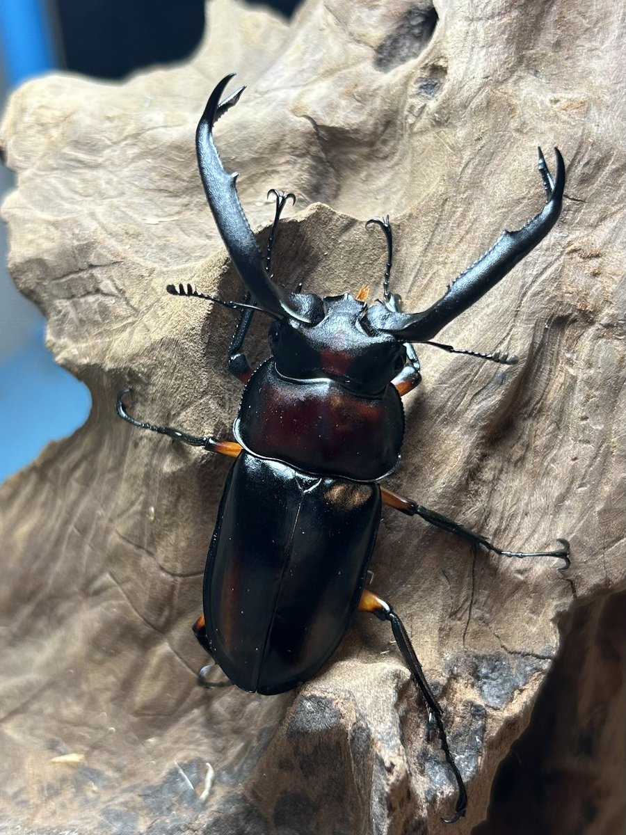 Crazy Scissors tweet media