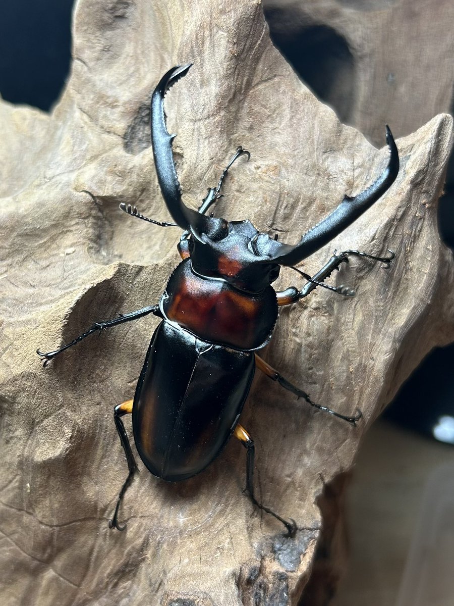 Crazy Scissors tweet media