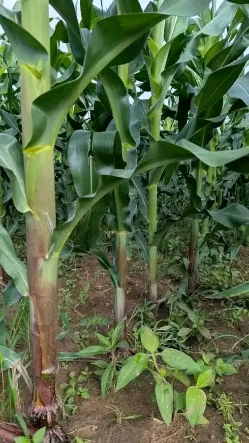 Zuluelizayo1111's tweet photo. Zimbabwe's agricultural future depends on its soil. Zimbos are helping protect it.
We are improving our soil health, increasing crop productivity, and strengthen agrifood value chains.

Healthy soils. Stronger harvests. Better nutrition.
#CAB3SWII
@Varakashi4ED
@Varakashi4edByo https://t.co/RBIdHY8oj2