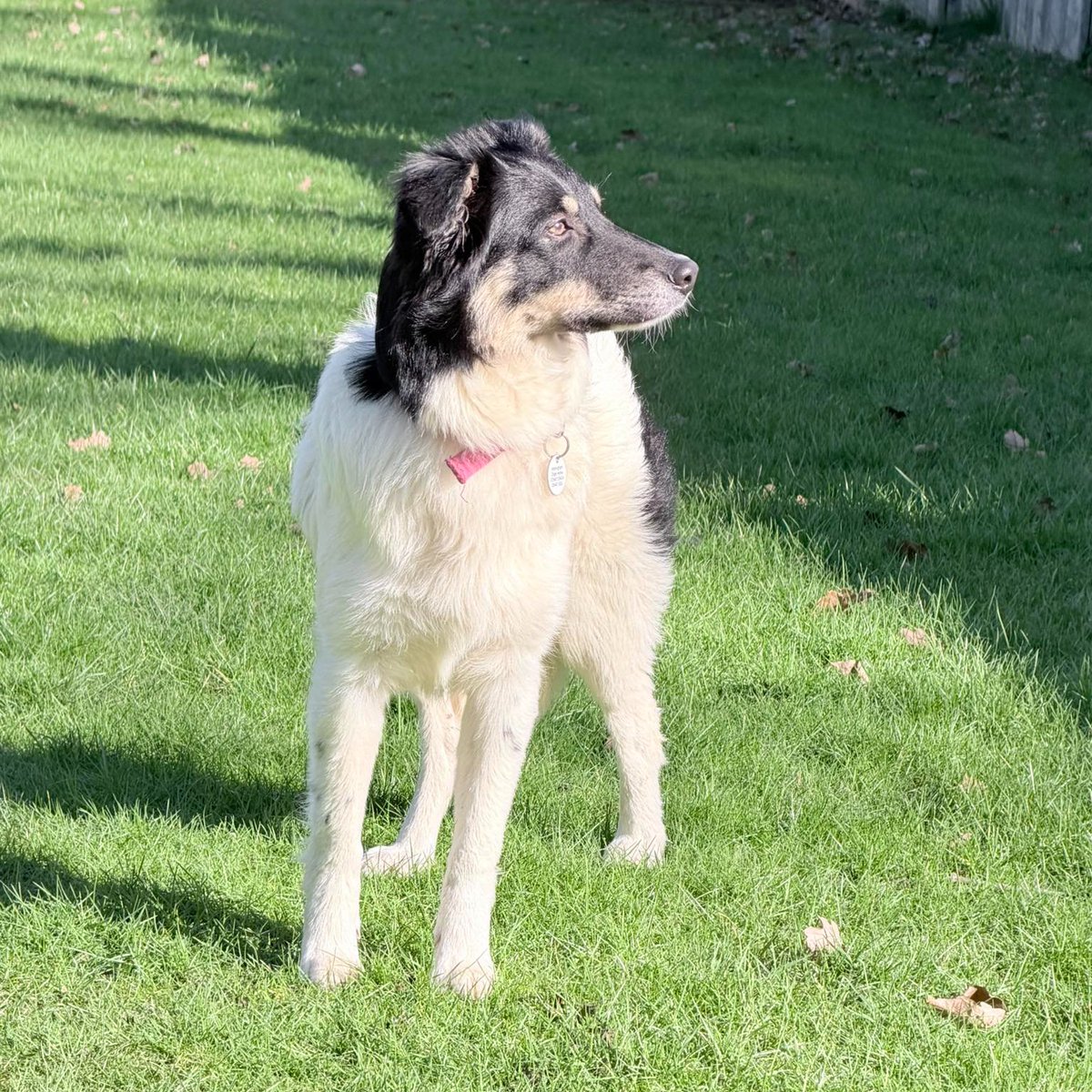 Rescue dogs for rehoming tweet media