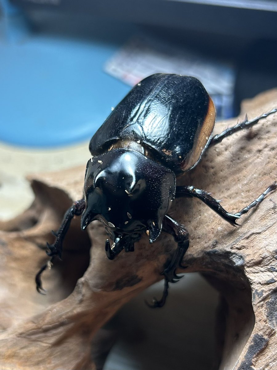 Crazy Scissors tweet media