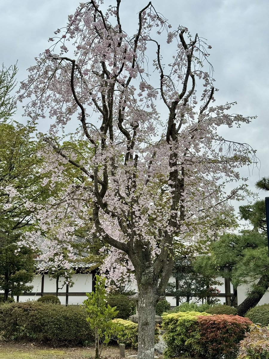 🎐🌻ゆーひん🌻🎐 tweet media