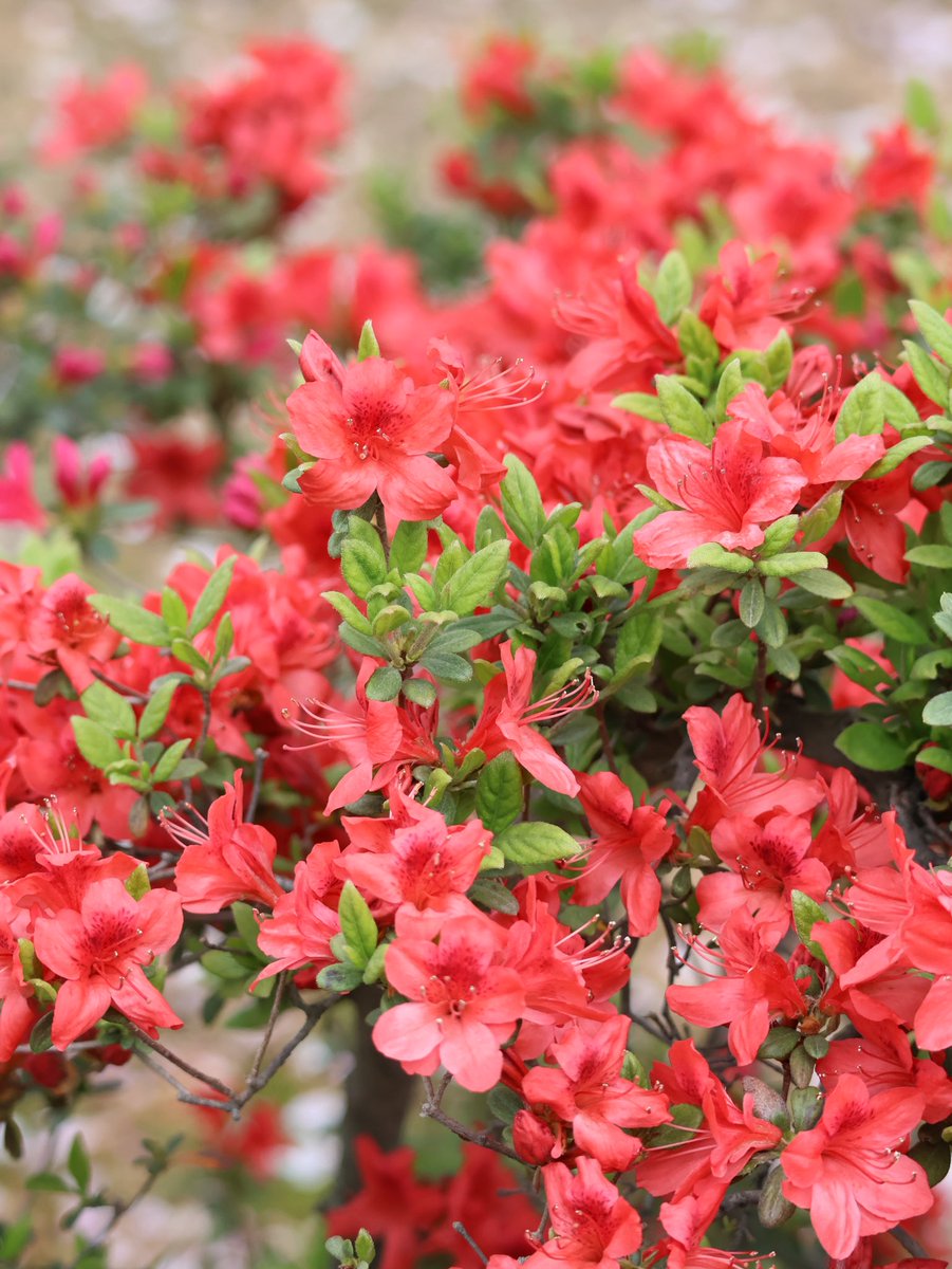 🎐🌻ゆーひん🌻🎐 tweet media