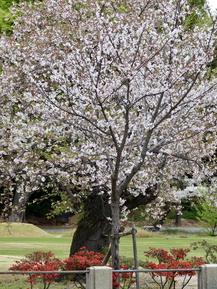 🎐🌻ゆーひん🌻🎐 tweet media