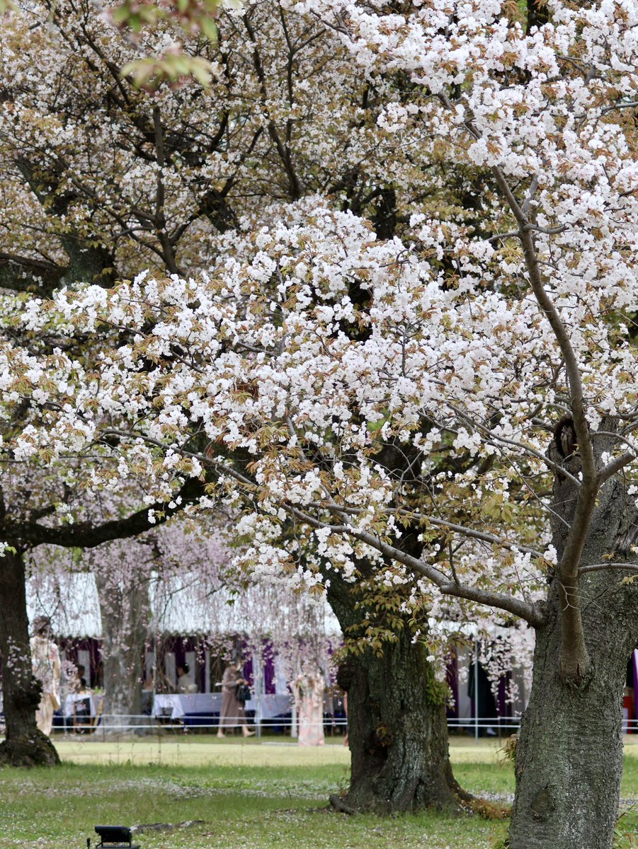 🎐🌻ゆーひん🌻🎐 tweet media