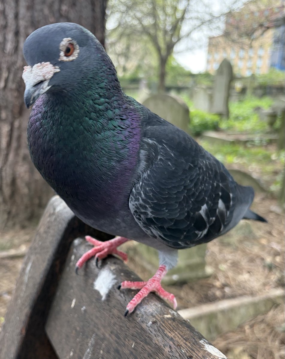 BromptonBunch's tweet image. Not even Titus messes with Bubbles who enjoys discuss status as elder statespigeon #Pigeons