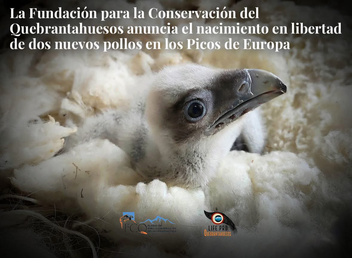 Proyecto LIFE Pro Quebrantahuesos tweet media