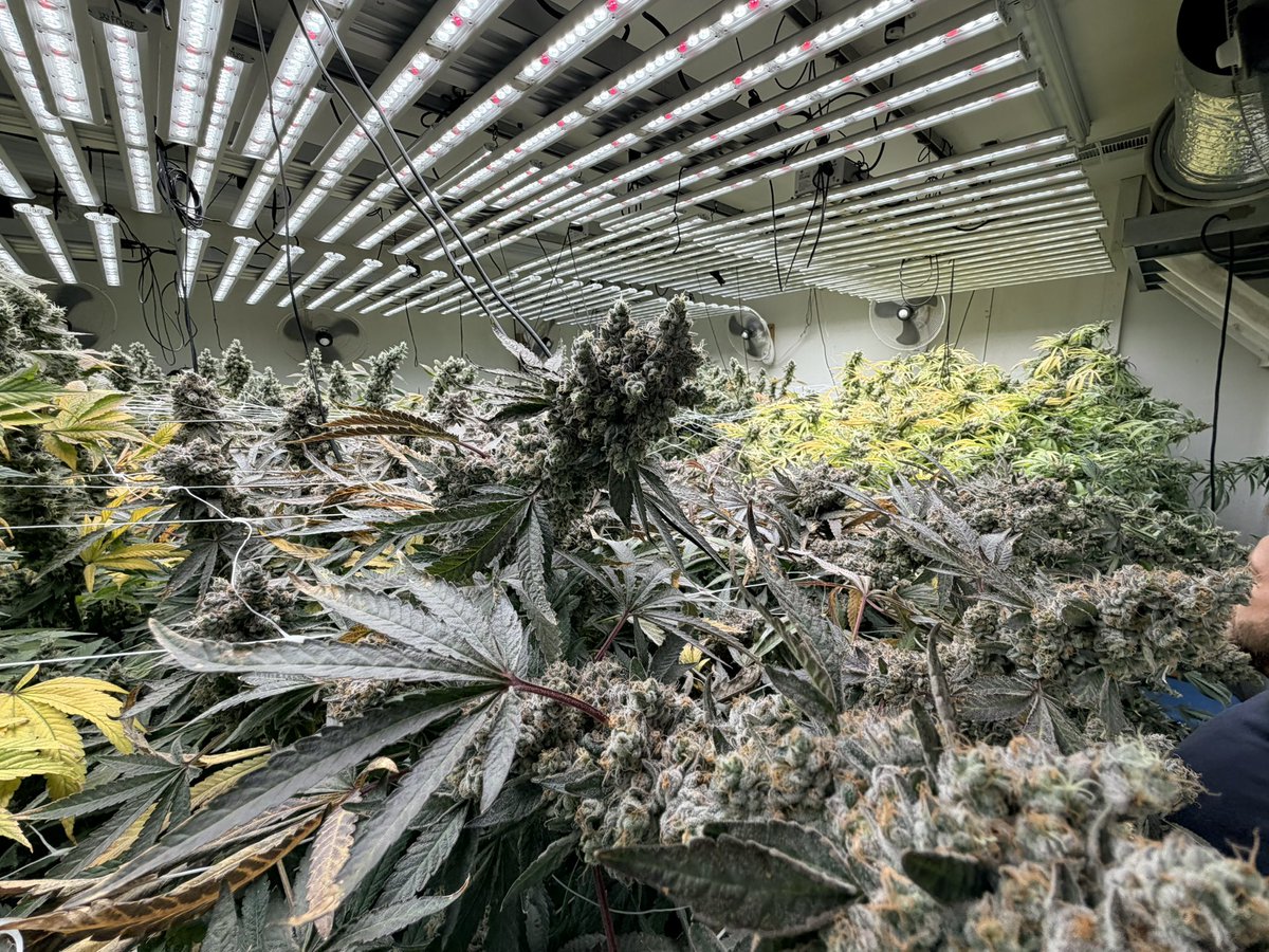 SplitDaWig 🪴 tweet media