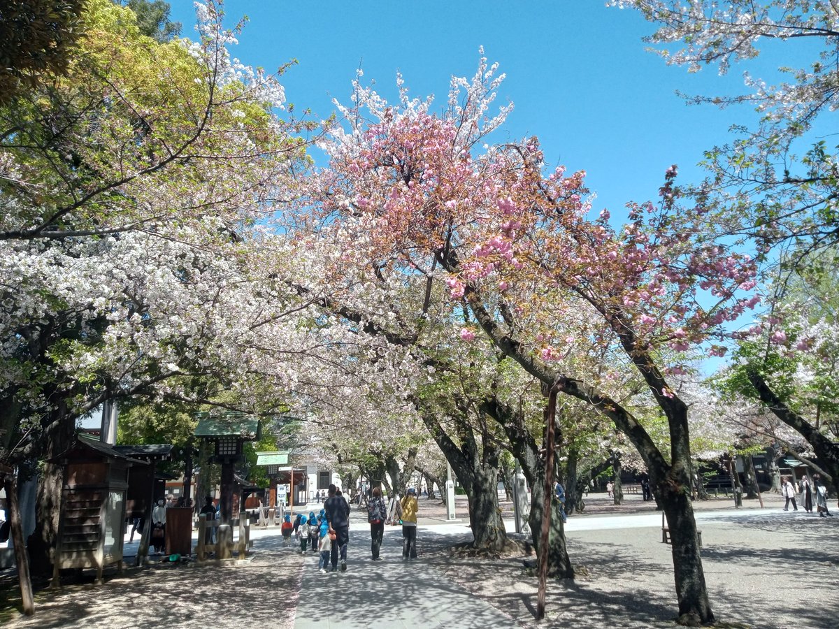 TH20jan's tweet photo. 4/8壬子 葉桜が優位になってきた。仏界では花まつりですが、40年前@四谷四丁目のアノ事件は社会現象になりましたあらためて合掌
#靖國神社 https://t.co/YPrDu1eCNq