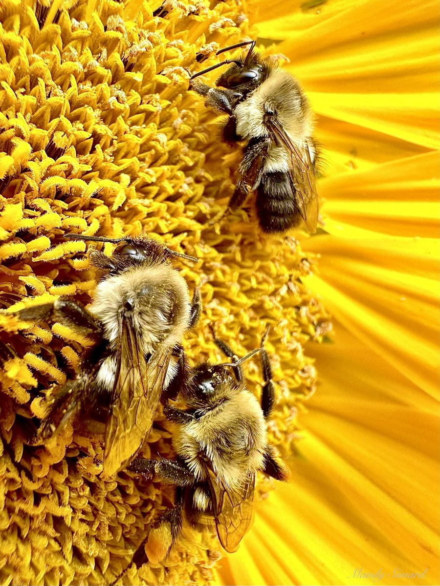 Mandy Simard tweet media