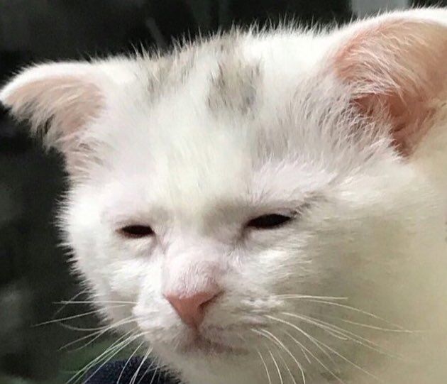 송송연 tweet media