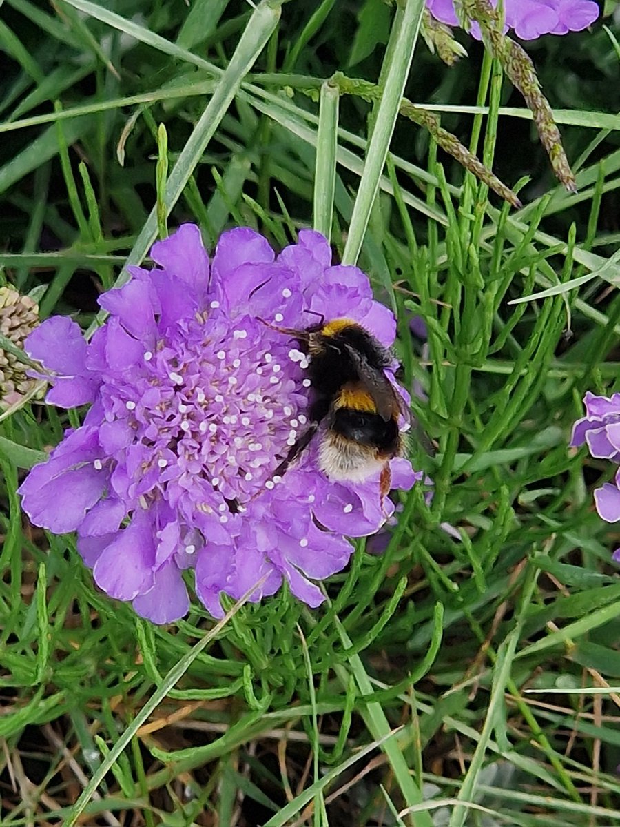 heljane75's tweet photo. #ThrowbackThursday  last summertime  #HappyBee  for #InsectThursday https://t.co/vmjL4isuLP