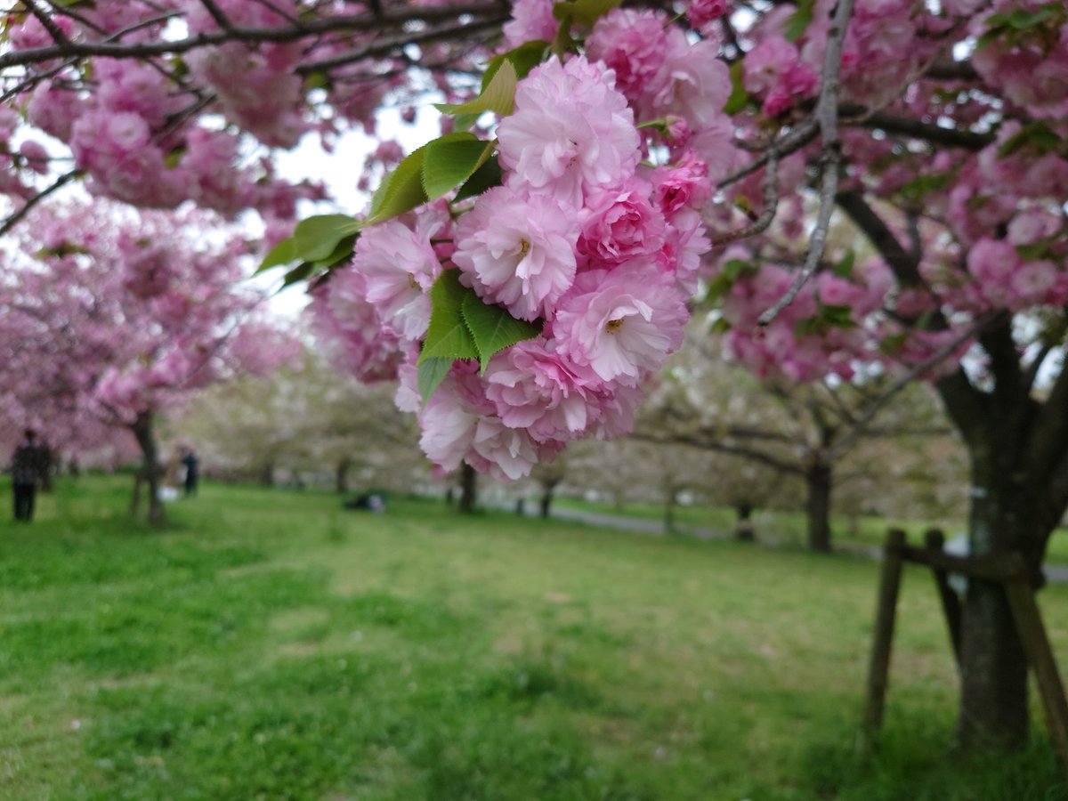 伊東宏起 tweet media