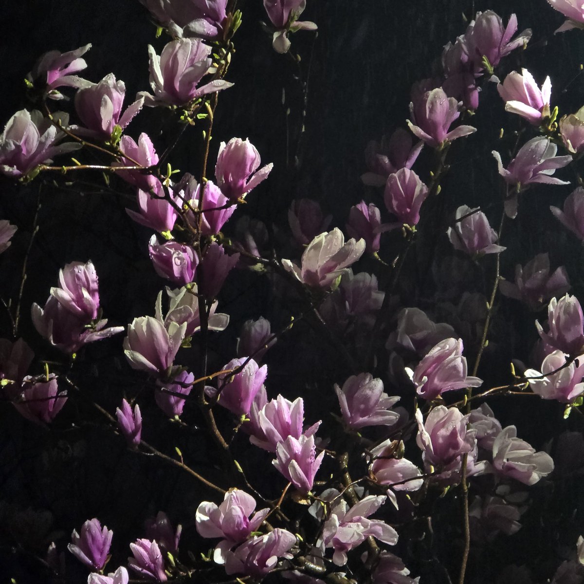 🛳🛳배배 tweet media