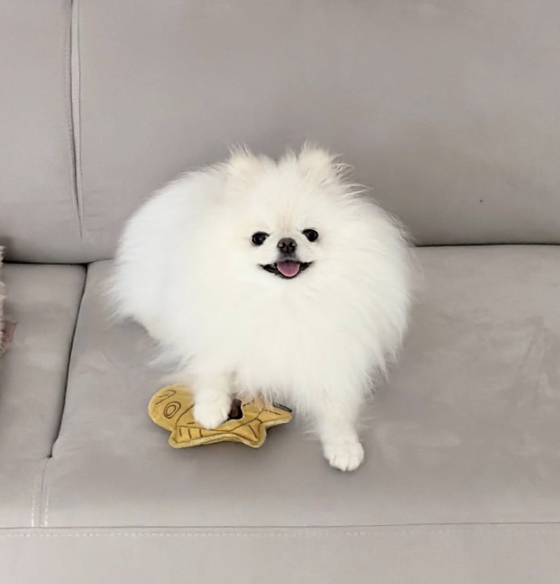 𖣂7th year: sox. ¹¹ | semi ia tweet media