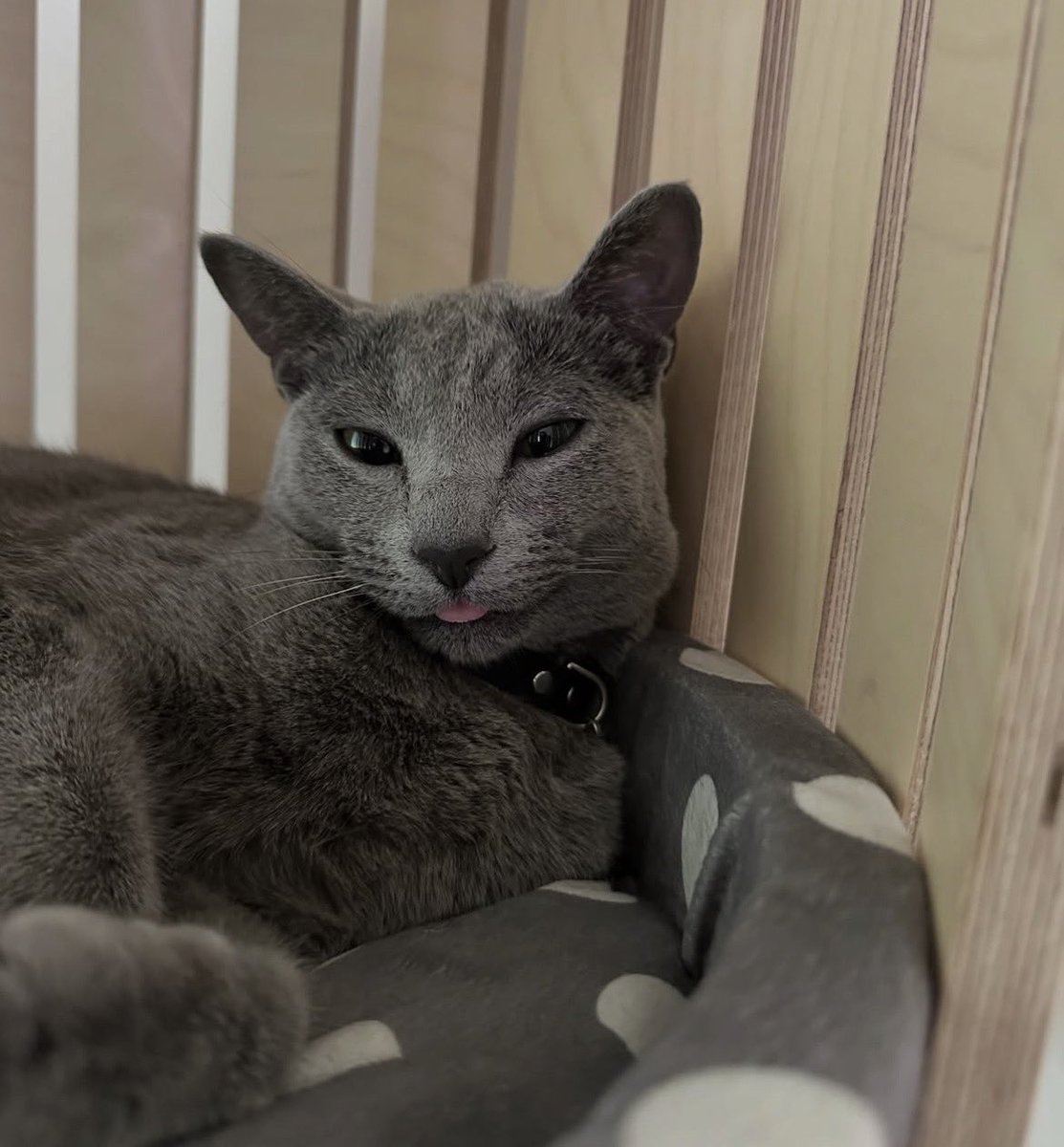 𖣂7th year: sox. ¹¹ | semi ia tweet media