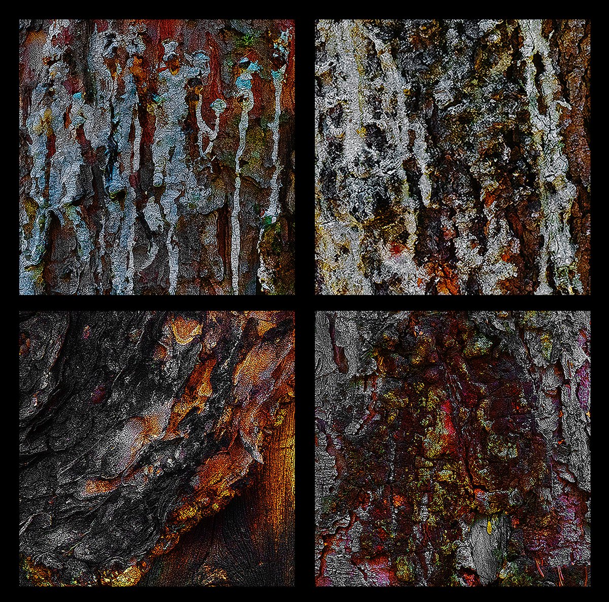 The Forest - Common Ground® tweet media