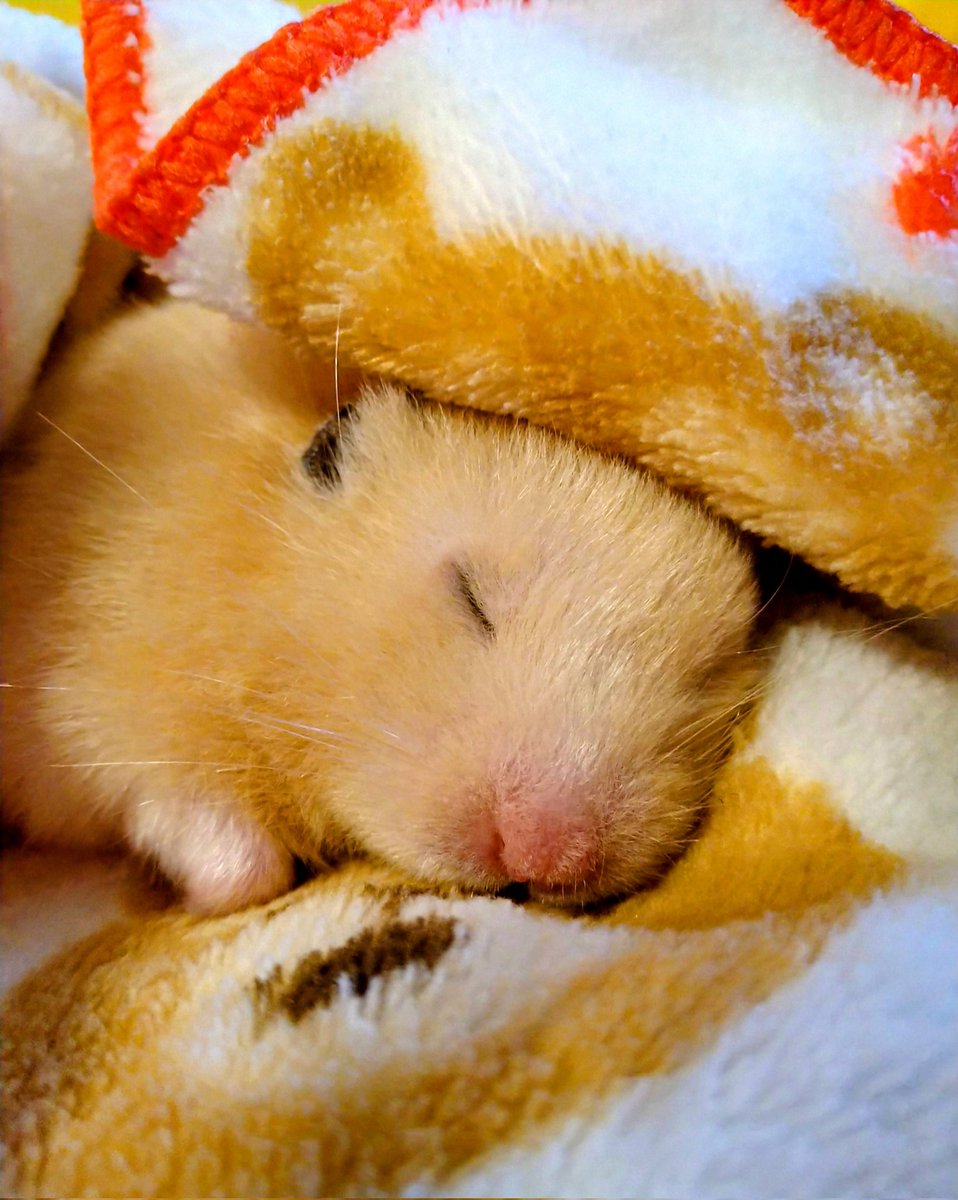 putaro_pujiro's tweet image. おいしそう
#ハムスター　#hamster