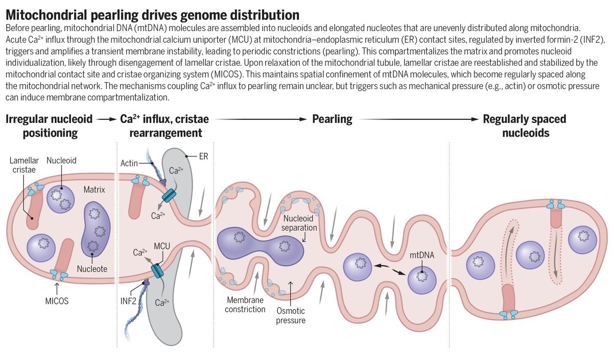 Science Magazine tweet media