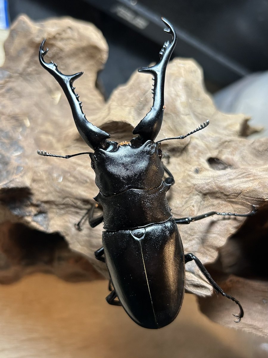 Crazy Scissors tweet media