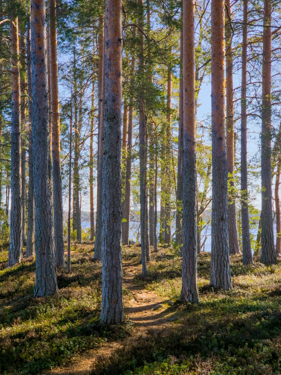 elfsprite's tweet photo. Ihanaa kun on kevät! Luontoreissun kohteena oli tällä erää Karttula, teki hyvää kävellä metsässä ja järven rannalla.

I love that spring is back in Finland! I did a hike in Karttula, Kuopio. I enjoyed the lake shore and woods. https://t.co/PHoVivmfkE
