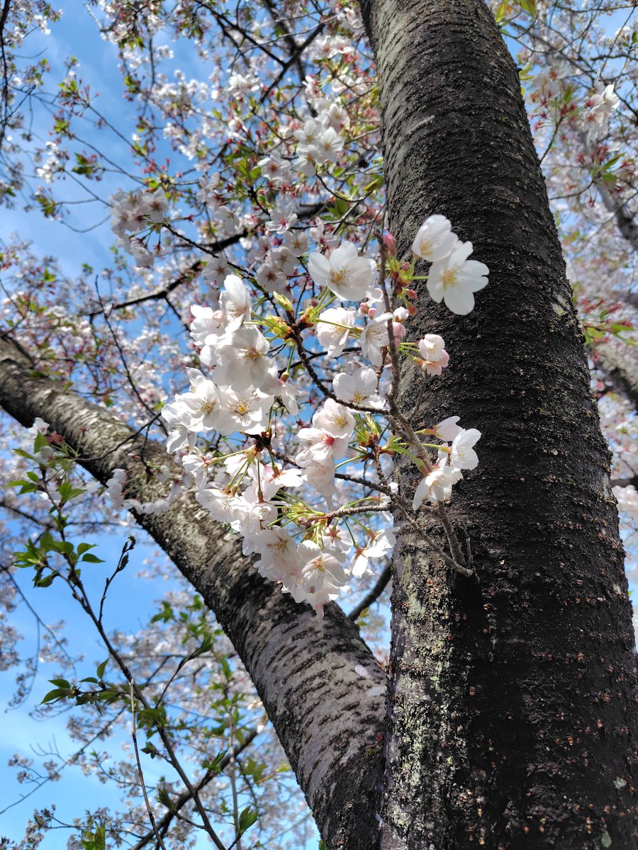 もりたす@かすみがうら→サロマ湖 tweet media
